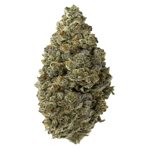 Product image of Hawaiian Marker - FOUR54 - Dried Flower