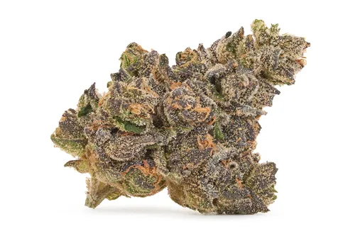 Country Club - Woody Nelson - Dried Flower