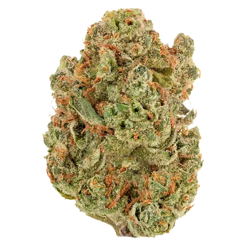 Product image of Double Bubbs - Sheeesh! - Dried Flower