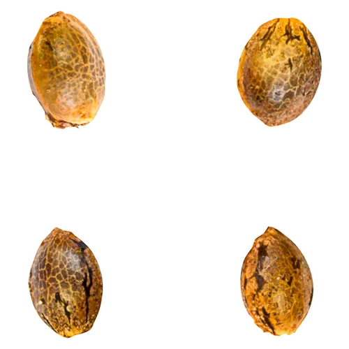 Product image of Gry Pytn x Crashed Out - Green Rose Seeds - Seeds