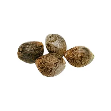 Product image of Cherry Head - Pure SunFarms - Seeds