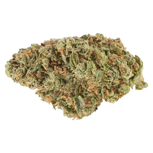 Alien Guy - Canaca - Dried Flower