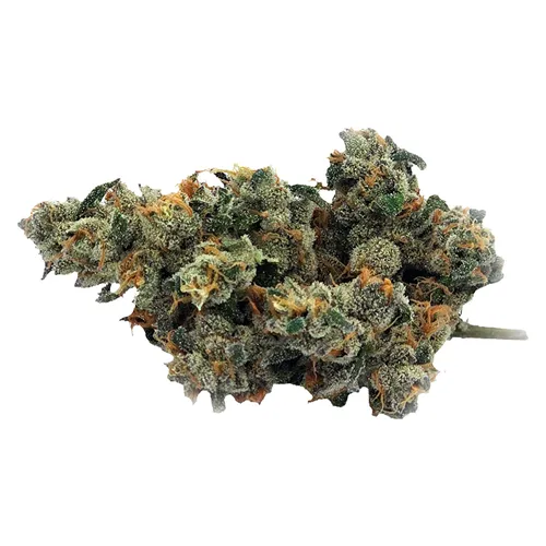 Product image of Bluenose Berry - Truro - Dried Flower