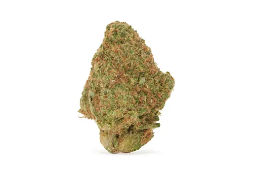 Product image of Orange Crush - BOLD - Dried Flower