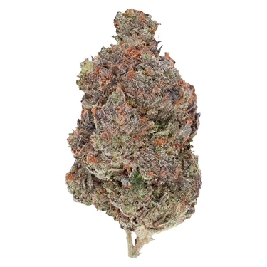 Product image of Diablo - Pistol and Paris - Dried Flower