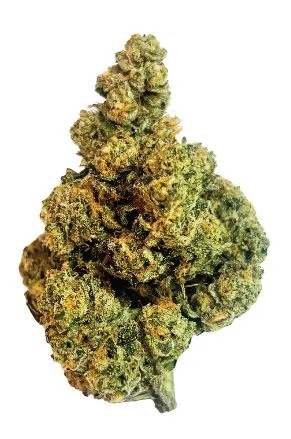 Turbulence - Amani Craft - Dried Flower