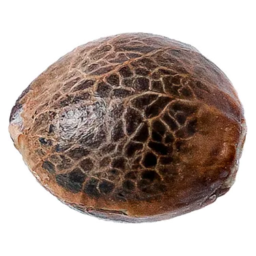 Product image of BCP - 34 Street Seed Co. - Seeds