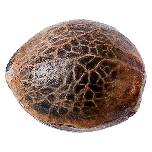 Product image of BCP - 34 Street Seed Co. - Seeds