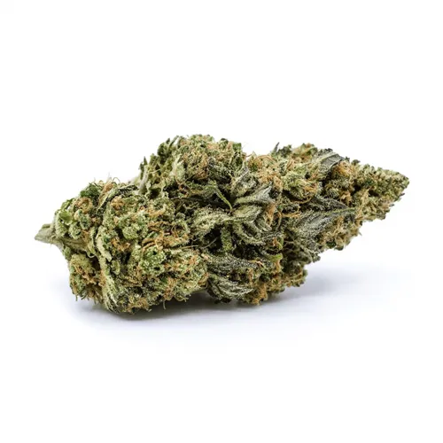 Shishkaberry - Redecan - Dried Flower