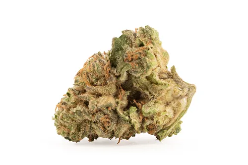 Neon Lotus - Good Supply - Dried Flower