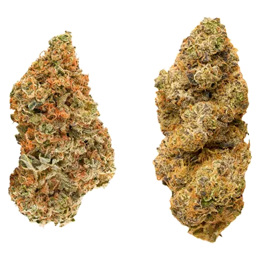 Product image of Taster Series - Redecan - Variety Flower