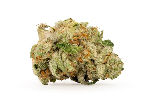 Product image of Blue Cookies - BC Green - Dried Flower