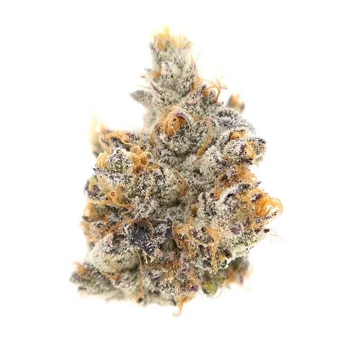 Platinum Grape - Organnicraft - Dried Flower