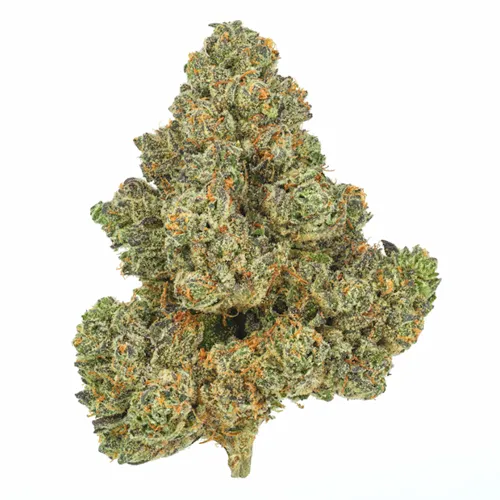 Product image of Ponderosa Pine - San Rafael '71 - Dried Flower