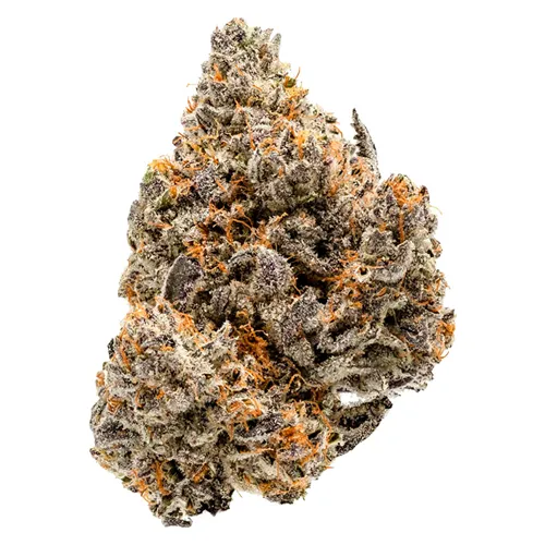 Product image of *INACTIVE* Blue Ztarburzt - Coterie - Dried Flower