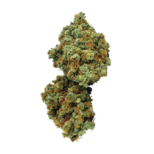 Northern Lights Haze (Galiano) - Broken Coast - Dried Flower