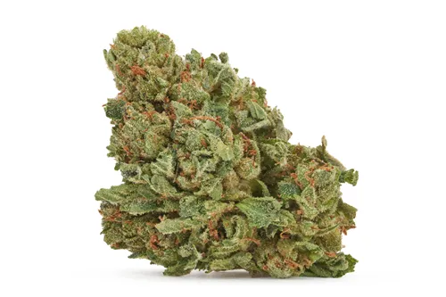 Pumpkin Spice - Good Supply - Dried Flower