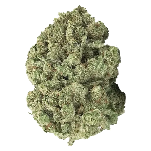 Gold Cash Gold - 3rd Coast Genetics - Dried Flower