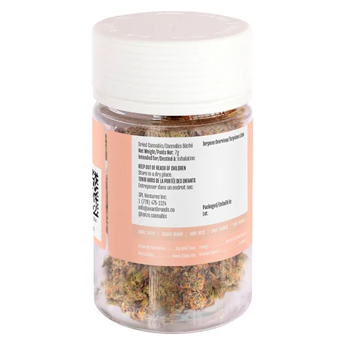 Espresso Gelato - Tenzo - Dried Flower