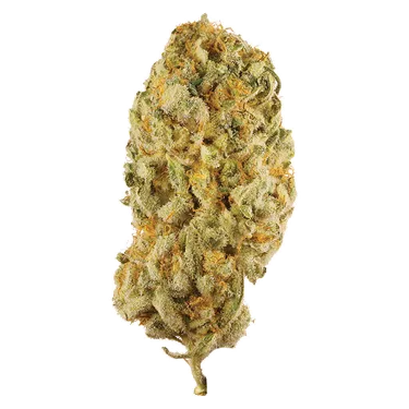 Product image of Jack Herer - Station House - Dried Flower
