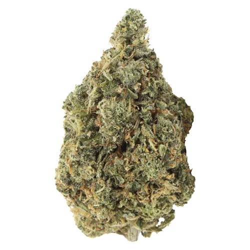 Bubblegum Marker - Carmel - Dried Flower