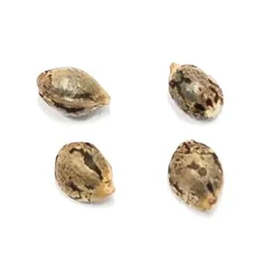 Product image of Lillooet Landrace - Pristine - Seeds