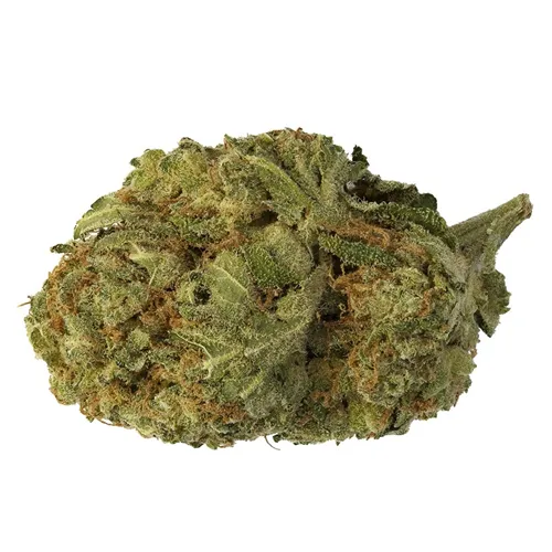 Paris OG - 48North - Dried Flower