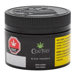 Product image of Black Triangle - Cactus - Dried Flower