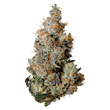 Product image of Triple Burger - Tribal - Dried Flower