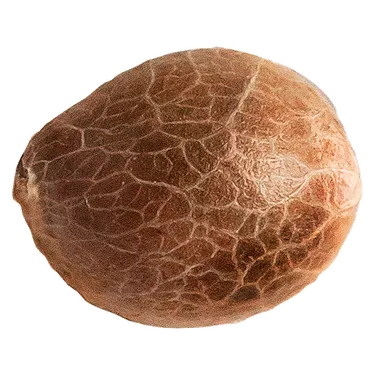 Product image of Jack Herer - 34 Street Seed Co. - Seeds