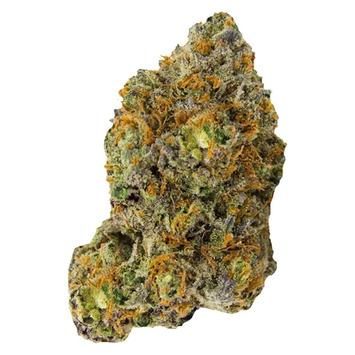 Variant - Versus - Dried Flower