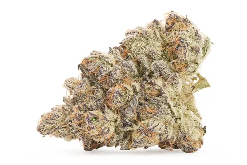 Cosmic Cherry - Valhalla Flwr - Dried Flower