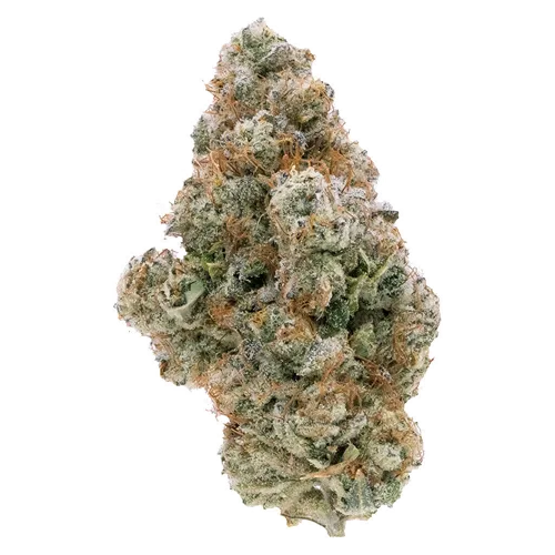 Product image of Galactic Guava - Northern Canna - Dried Flower