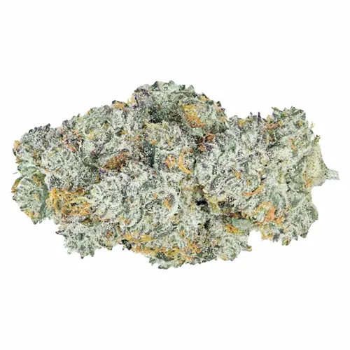 Lemon Cherry Gelato - Coterie - Dried Flower
