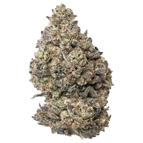 Mango Fruit - Encore - Dried Flower