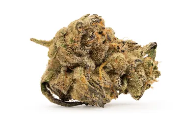 Product image of Gran Turismo - Tribal - Dried Flower