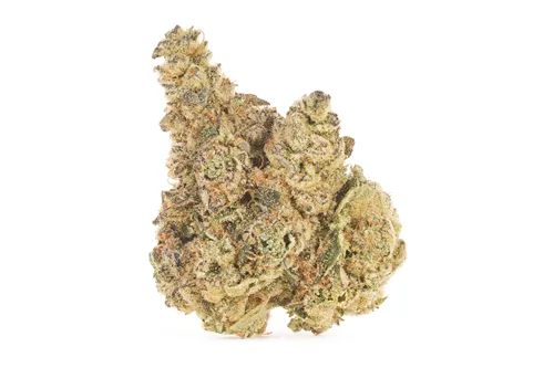 Product image of M*fia Funeral - Trailblazer - Dried Flower