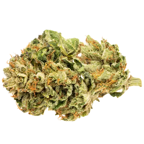 Blue Ninety Eight - RIFF - Dried Flower