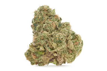 Product image of Porto Leche - Tribal - Dried Flower