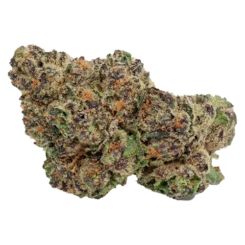 Hawaiian Marker - Tuck Shop - Dried Flower
