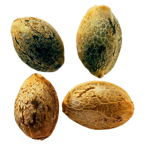 Cannabis Cup Autoflower Feminized Seed Multi Pack - Weathered Islands Craft Cannabis - Seeds