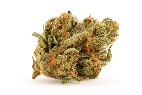 Jean Guy CBD - Orchid CBD - Dried Flower