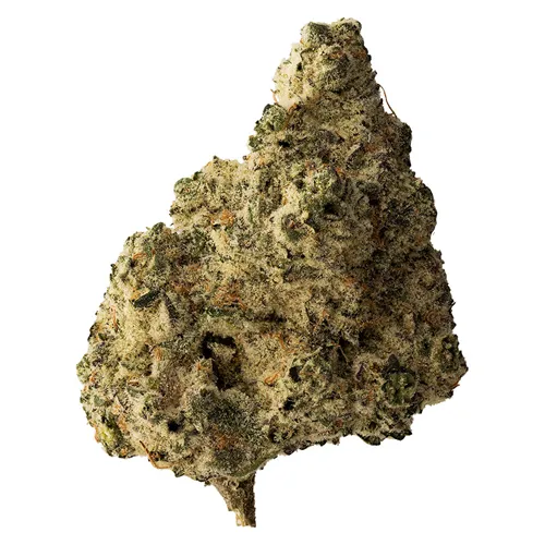Headband - The Loud Plug - Dried Flower