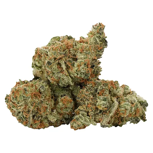 Product image of Bermuda Sour - Ness - Dried Flower
