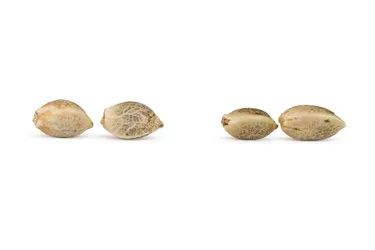 Product image of BC West Coast (Feminized) Multi Pack - Weathered Islands Craft Cannabis - Seeds
