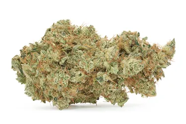 Product image of Country Club - Woody Nelson - Dried Flower