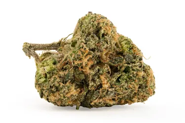 Product image of M.Tai X Jungle Cake LTO - Carmel - Dried Flower