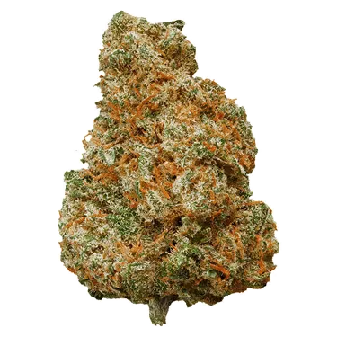 Product image of Mango Dream - Potluck - Dried Flower