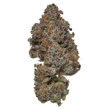 Product image of Frosted Fruit Cake - Coterie - Dried Flower