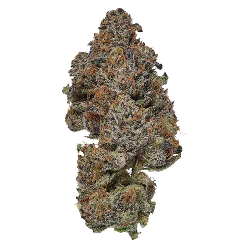 Frosted Fruit Cake - Coterie - Dried Flower